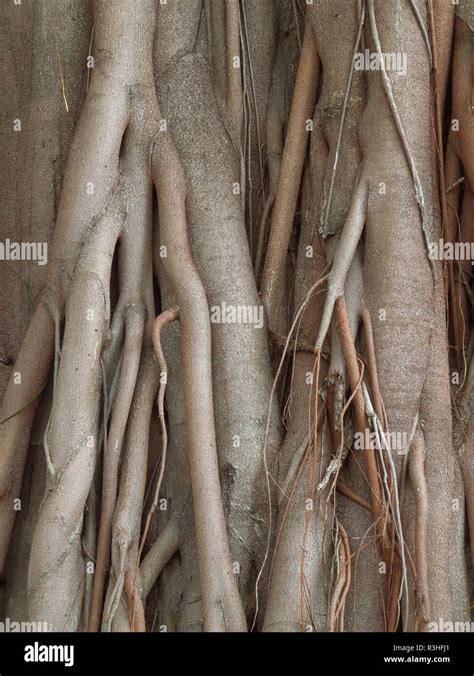 wooden roots Stock Photo - Alamy
