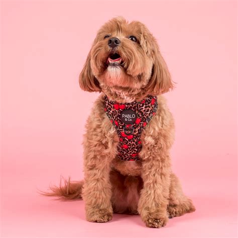 Dog Harnesses – Pablo & Co. Boutique