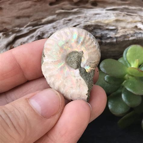 Opalised Ammonite Fossil - Crystal Harmony Australia