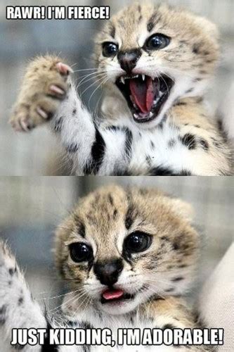 Funny baby animal pictures ;{) - Baby animals rock!!! :)