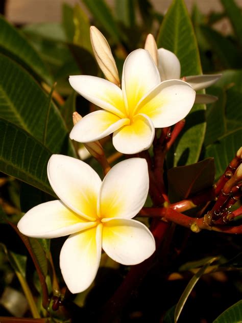 Plumeria Flowers Stock Photo Free Stock Photo - Public Domain Pictures