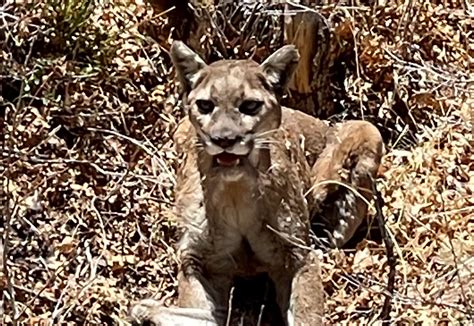 Mountain lion spotted on Mount Charleston | KLAS