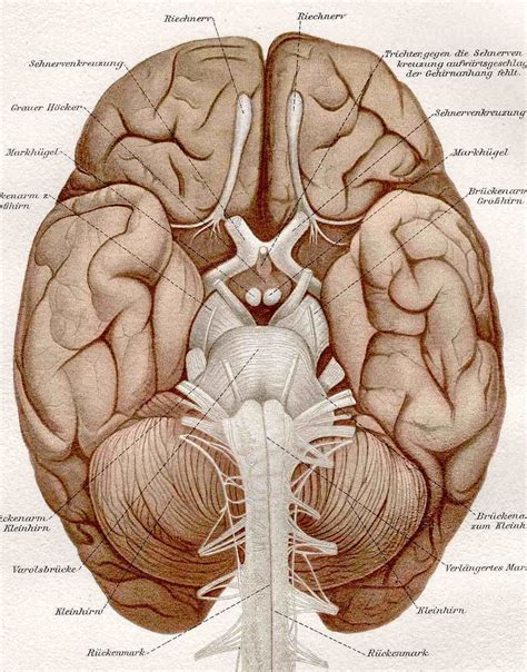 view anatomy brain structure background