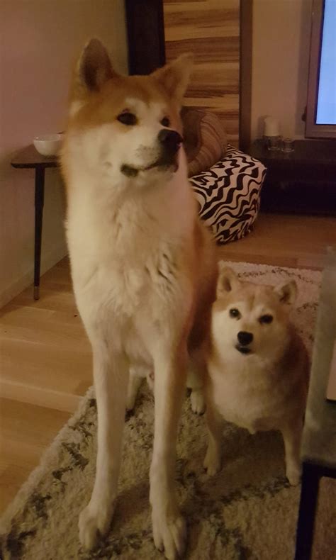 Cual Es La Diferencia Entre Un Shiba Inu Y Un Akita