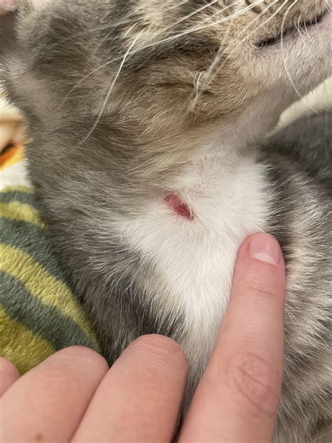 Ringworm Cat Neck