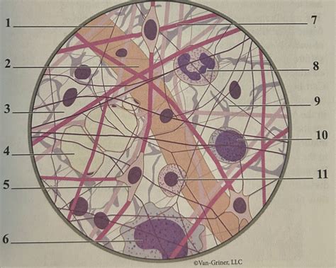 Lab 01: Histology & Organization of Bone Diagram | Quizlet 