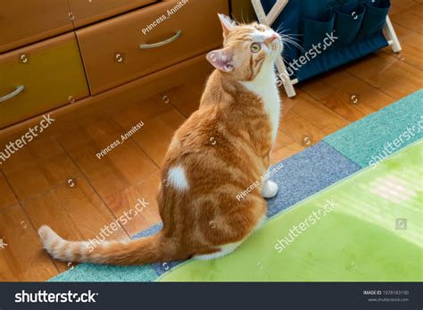 Cute Brown White Cat Stock Photo 1078183190 | Shutterstock