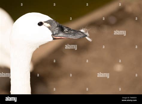 Whistling Swan (Cygnus columbianus Stock Photo - Alamy