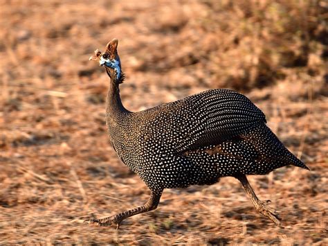 Numida Meleagris Pájaro Animal - Foto gratis en Pixabay