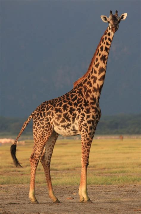 Masai Giraffe Ecology and Conservation – PopEcol