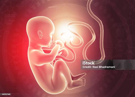 human fetus  scientific background stock photo  image
