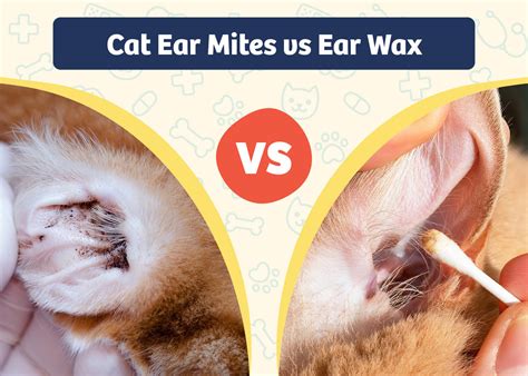 ear mites discharge  ear   common ear problems cats