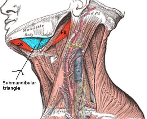 submandibular gland anatomy relations