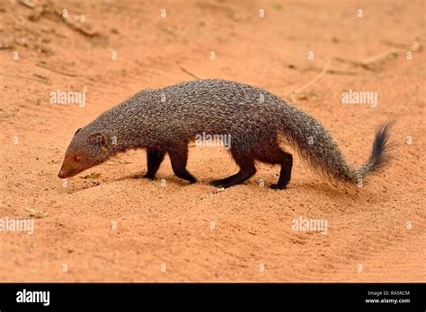 Indian gray mongoose (Herpestes edwardsii), Adult, Yala National Park ...
