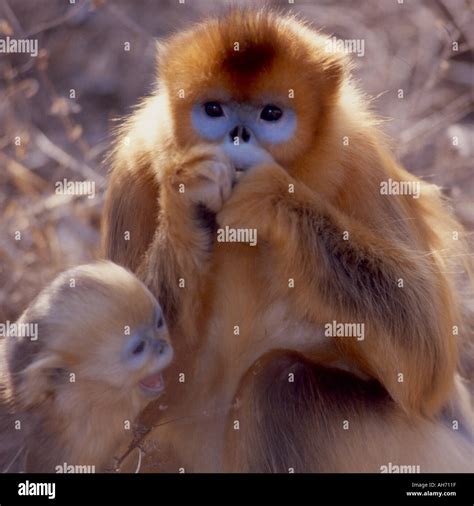 Mother baby golden snub nosed monkey Stock Photo - Alamy