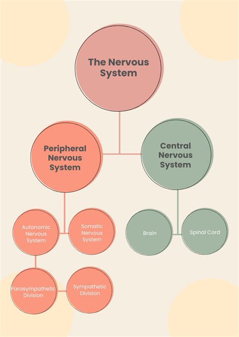 simple nervous system chart  illustrator   templatenet