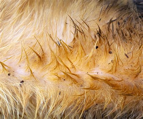 Quick Flea Facts | Hartz