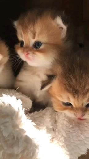 [Видео] «So adorable 🥰» | Котята, Очаровательные котята, Самые милые ...