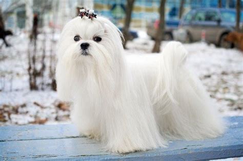 Pet-Show