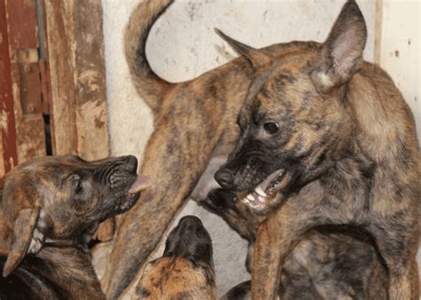 The Pamarayan Dog Unearthing The Truth Behind The Philippine Mythical Canine