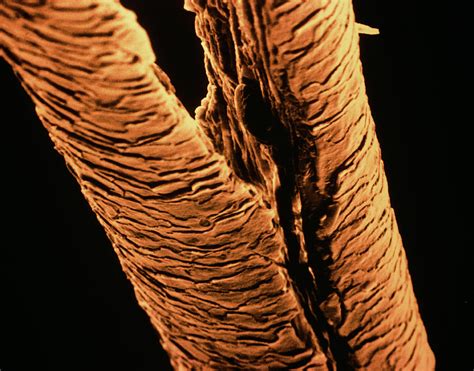 split human hair photograph  science photo library pixels merch