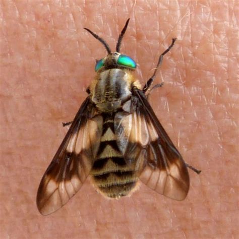 types  horse flies  terry knapp blog
