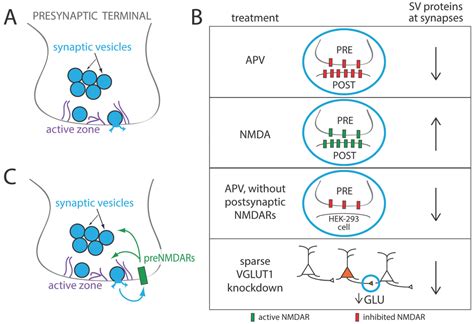 Biomolecules | Special Issue : Role and Regulation of Glutamate Metabolism