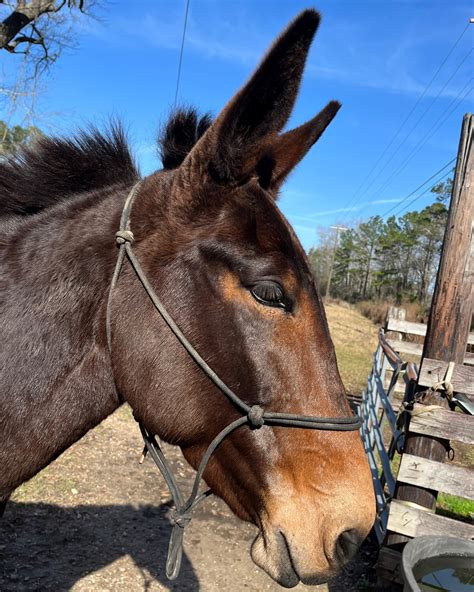 Horse-Donkey Breeding: Understanding And Producing Mules