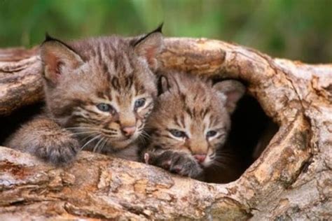 baby bobcat facts  theyre called pictures