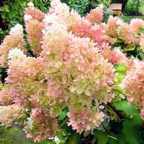 Лиственные кустарники | Каталог продукции ФХ «Зелёный горизонт»