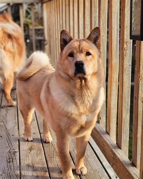 20 Shiba Inu Mixes (Cross Breeds With Pictures) | Puplore