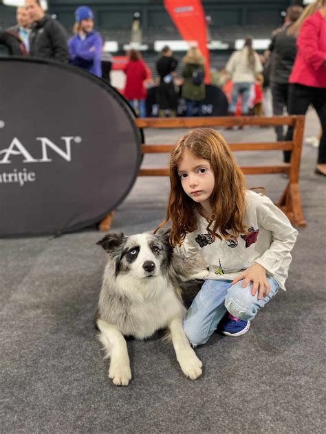 Border Collie- 5 lucruri extraordinare depre rasa! - Lady Kira