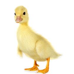 Boboci de rata - Pekin sau muta - vanzare pui de o zi - AGRI.shop