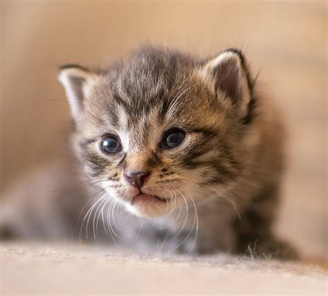 Basic Space Needs of Kittens – NKC Library