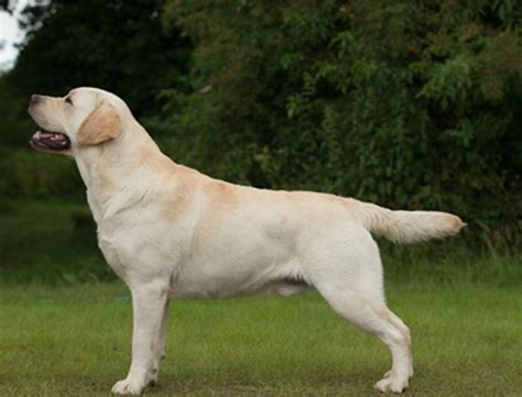 Pin by David Melita on Mejores Perros | Labrador breed, Labrador ...