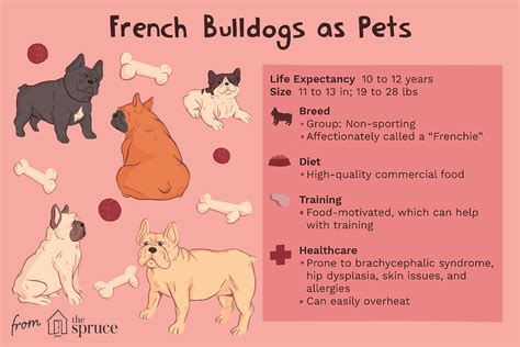 French Bulldog: Dog Breed Characteristics & Care