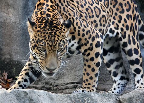 Jaguar Aggressive Stance by Jack-13 on DeviantArt