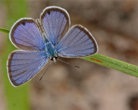 Common Blue Butterfly Caterpillar