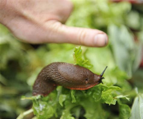 Are slugs and snails good for the backyard? We investigate | Homes and