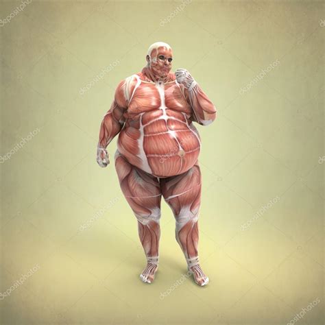 Anatomy of Obese man — Stock Photo © Giovanni_Cancemi #19721641