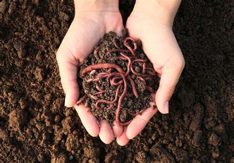Soil pollution is harming worms and bugs to an unknown degree - Earth.com
