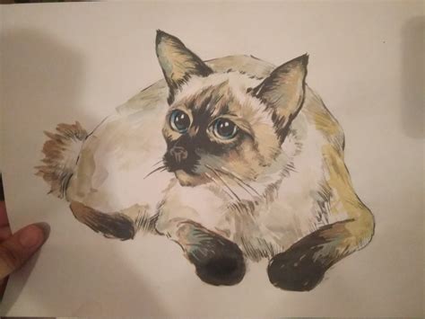 ArtStation - A Cat