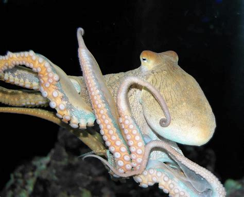 poulpe pieuvre tout savoir sur cet animal facinant pratiquefr