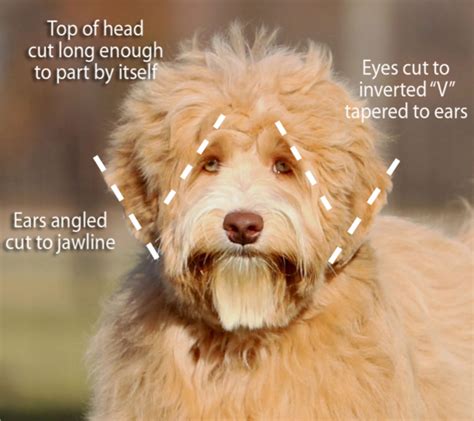 Doodle Grooming | thedoodlecove.com