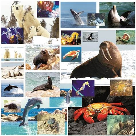 Imagini cu animale marine si polare | Eduprescolar.ro