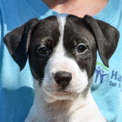 animal shelter funding issues santa paula 8