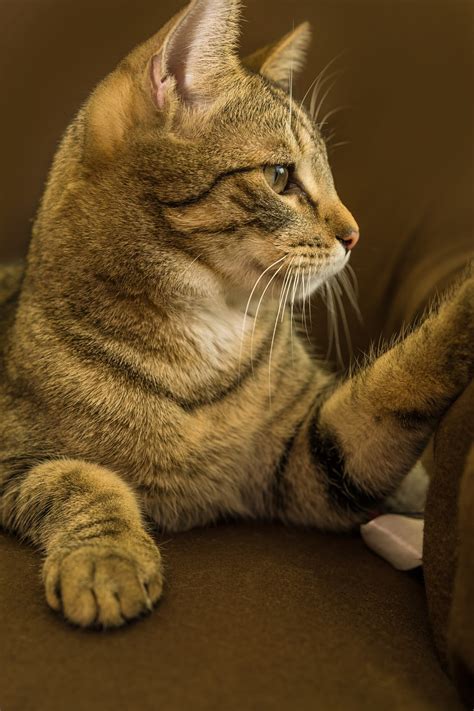 Cat European Shorthair Race Breed - Free photo on Pixabay - Pixabay