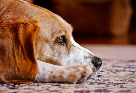 How Long Does Roundworm Treatment Take In Dogs: A Guide