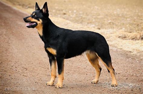 Australian Kelpie Dog Breed Information and Pictures - PetGuide | PetGuide