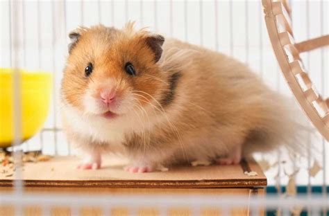 hamsters  sale  india   affordable price